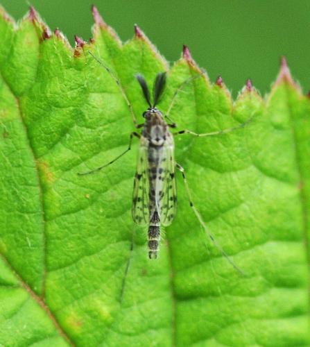 Réf. 327 870 : Tanypus punctipennis